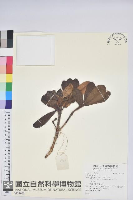 登錄號:S137663藏品圖，第1張