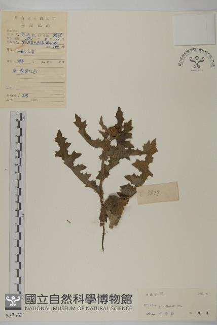 小薊藏品圖，第1張