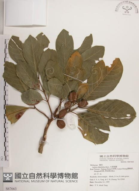 大葉樹蘭藏品圖，第1張