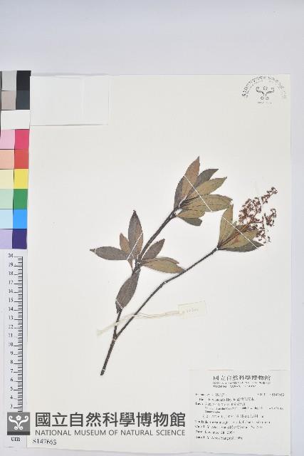 臺灣馬醉木藏品圖，第1張