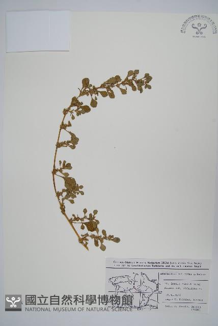 北美莧藏品圖，第1張