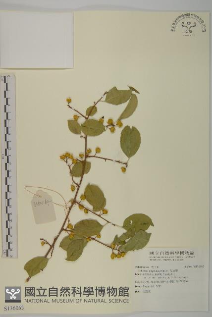 苦皮藤藏品圖，第1張