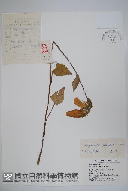 紫斑風鈴草藏品圖，第1張