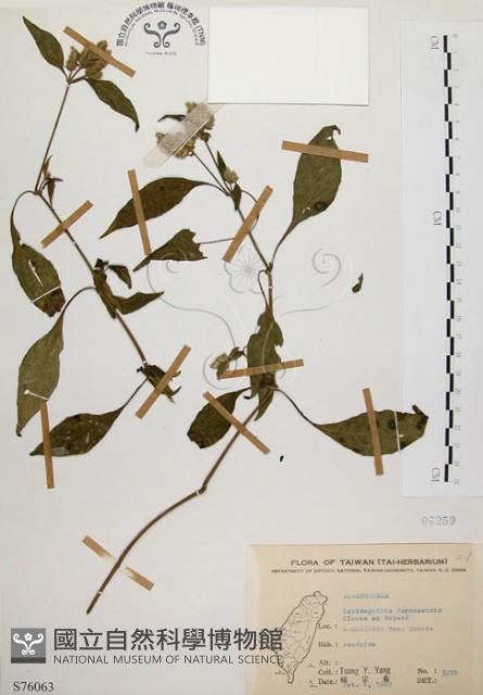 臺灣鱗球花藏品圖，第1張