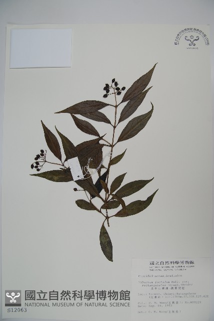 狹葉莢迷藏品圖，第1張