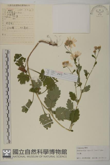 小紅菊藏品圖，第1張