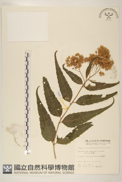 田代氏澤蘭藏品圖，第1張