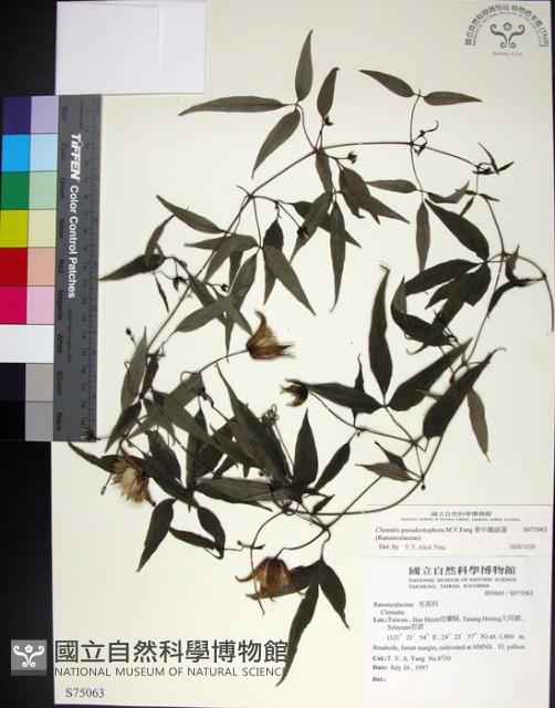 華中鐵線蓮藏品圖，第1張