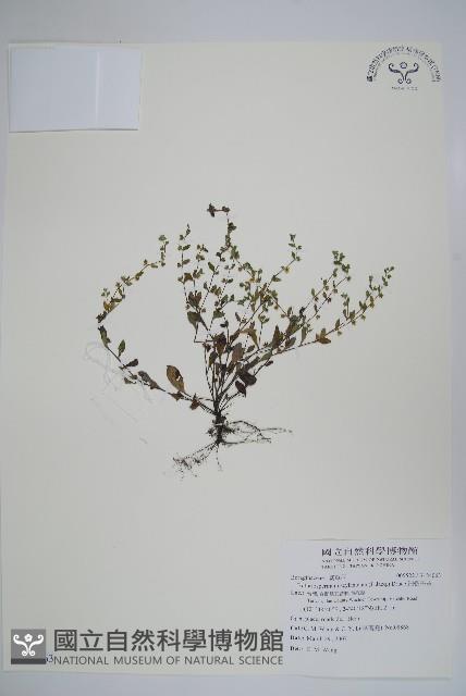 細纍子草藏品圖，第1張