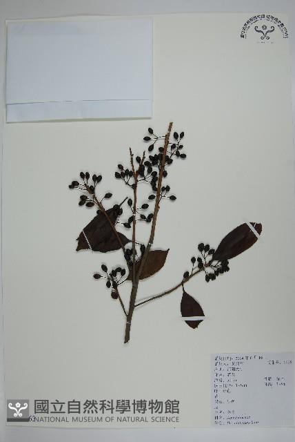 冬青藏品圖，第1張