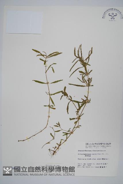 蓮子草藏品圖，第1張