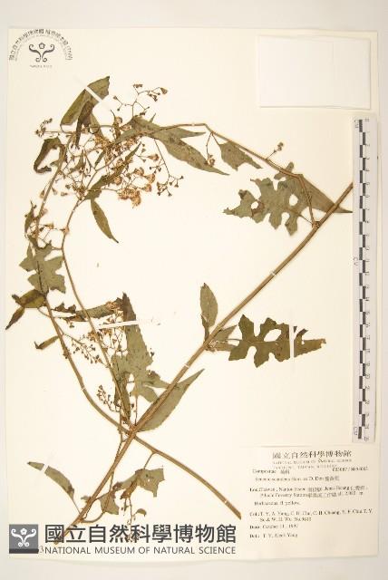 蔓黃菀藏品圖，第1張