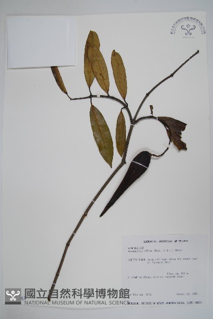 小錦蘭藏品圖，第1張