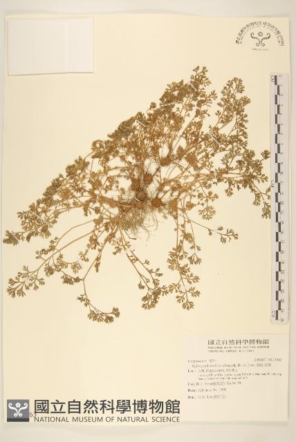 假吐金菊藏品圖，第1張