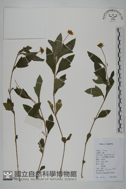 南美蟛蜞菊、三裂葉蟛蜞菊藏品圖，第1張