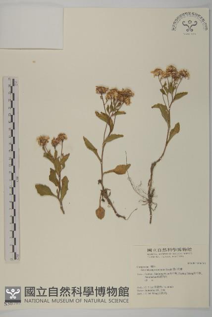 Accession Number:S036763 Collection Image, Figure 1, Total 2 Figures