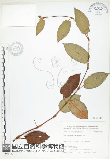 火炭母草、清飯藤藏品圖，第1張