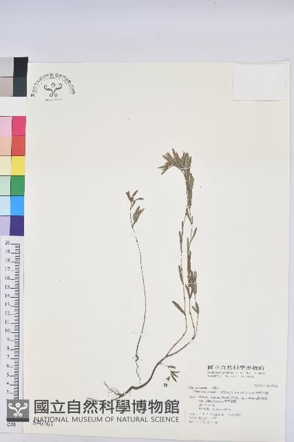 華南大戟藏品圖，第1張