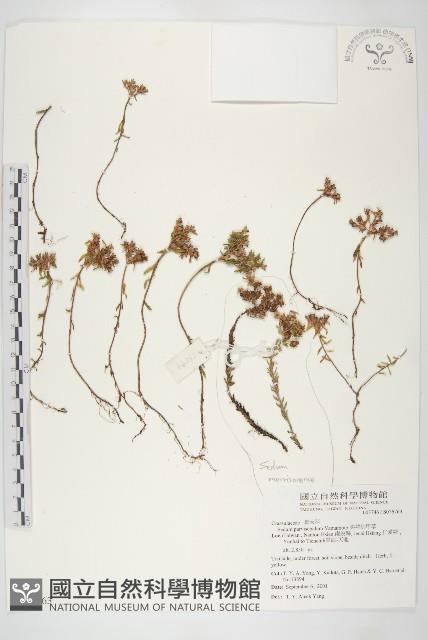 尖萼佛甲草藏品圖，第1張