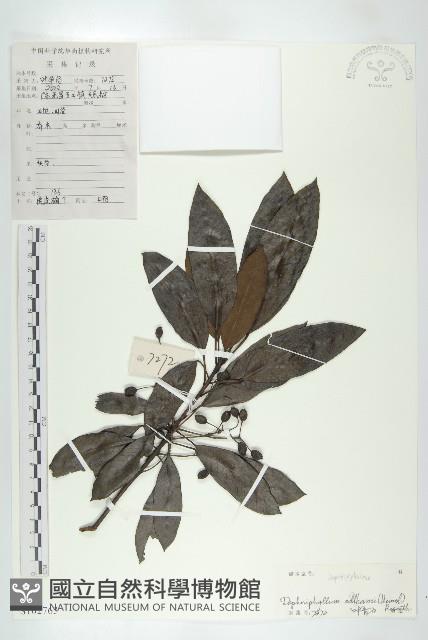 俄氏虎皮楠、蘭嶼虎皮楠、虎皮楠藏品圖，第1張