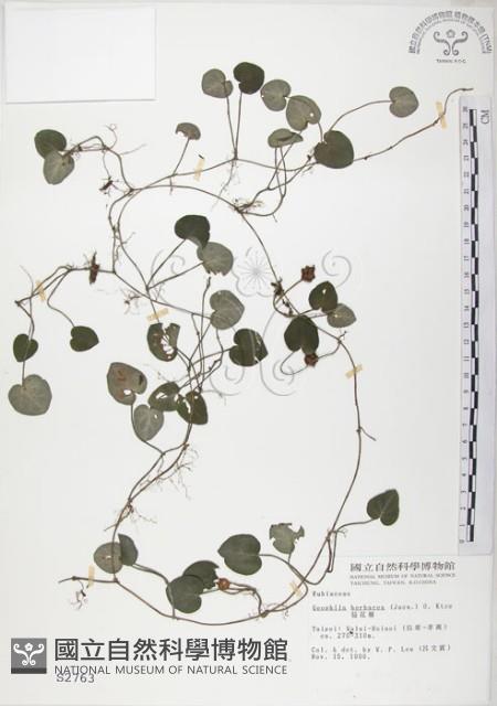 苞花蔓藏品圖，第1張