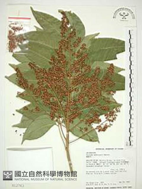 無患子藏品圖，第1張