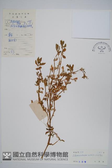 蓮子草藏品圖，第1張