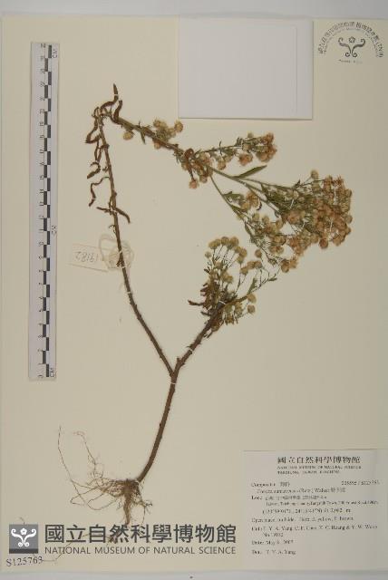 野茼蒿藏品圖，第1張