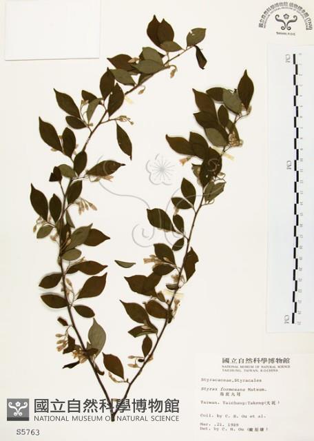 烏皮九芎、奮起湖野茉莉藏品圖，第1張