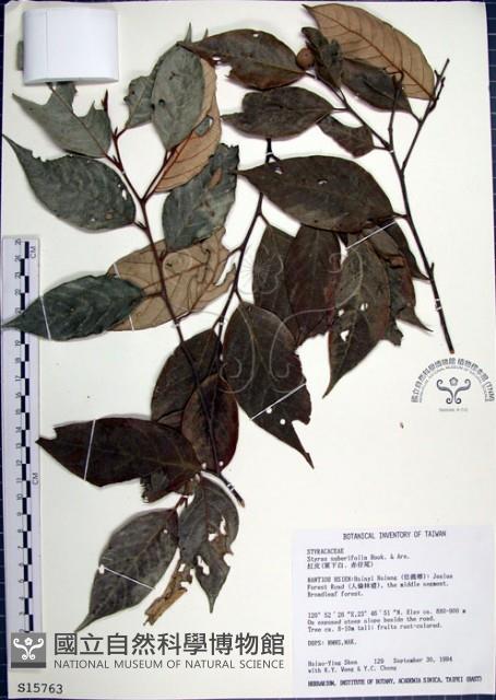 紅皮、葉下白、赤仔尾藏品圖，第1張