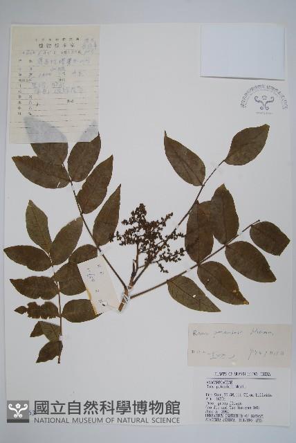 Accession Number:S035763 Collection Image, Figure 1, Total 2 Figures