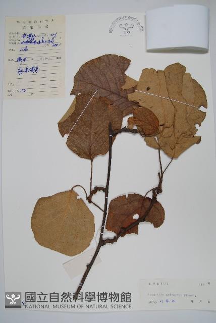 獼猴桃、奇異果藏品圖，第1張