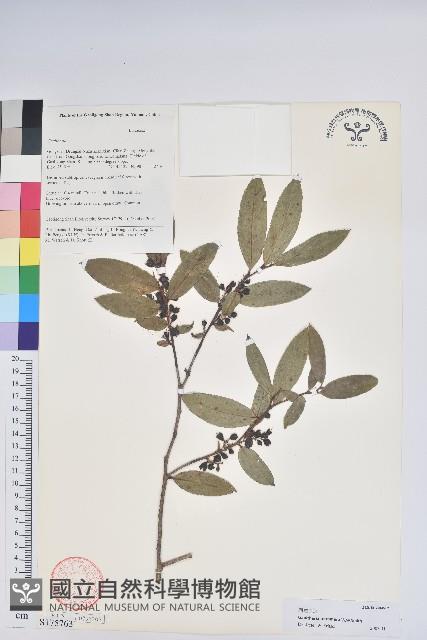 四裂白珠藏品圖，第1張