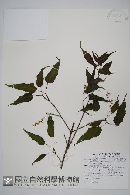 大屯尖葉槭, 川上氏槭藏品圖，第1張