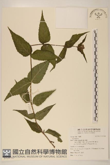 登錄號:S124763藏品圖，第1張