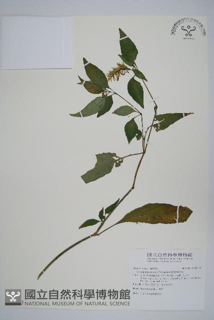 臺灣明萼草藏品圖，第1張