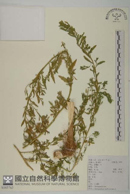 臭杏、土荊芥藏品圖，第1張