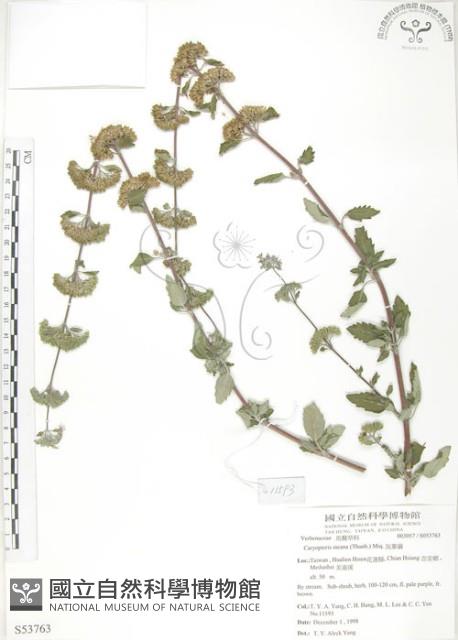 灰葉蕕藏品圖，第1張