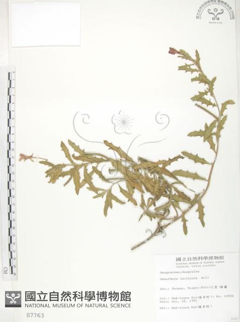 裂葉月見草藏品圖，第1張