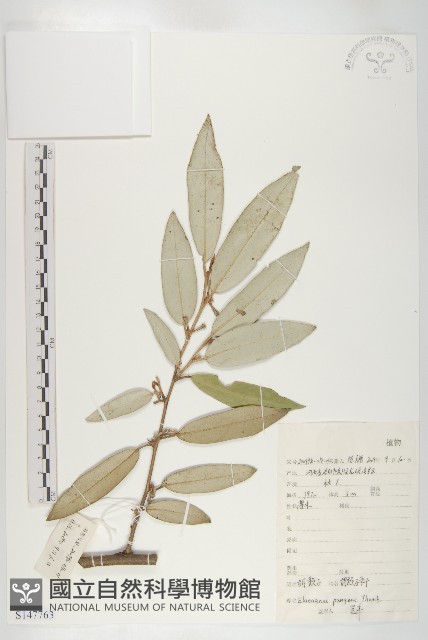 胡頹子藏品圖，第1張
