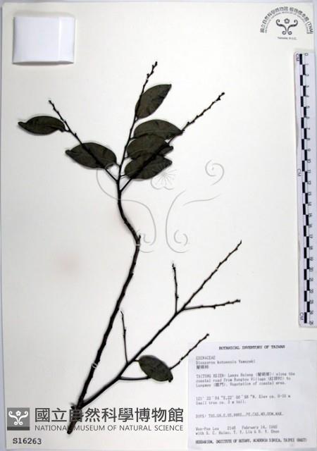 蘭嶼柿藏品圖，第1張