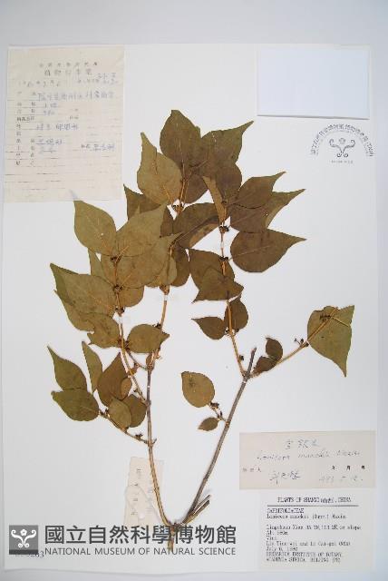 金銀忍冬藏品圖，第1張