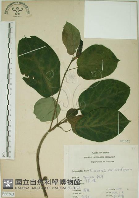 牛乳榕藏品圖，第1張