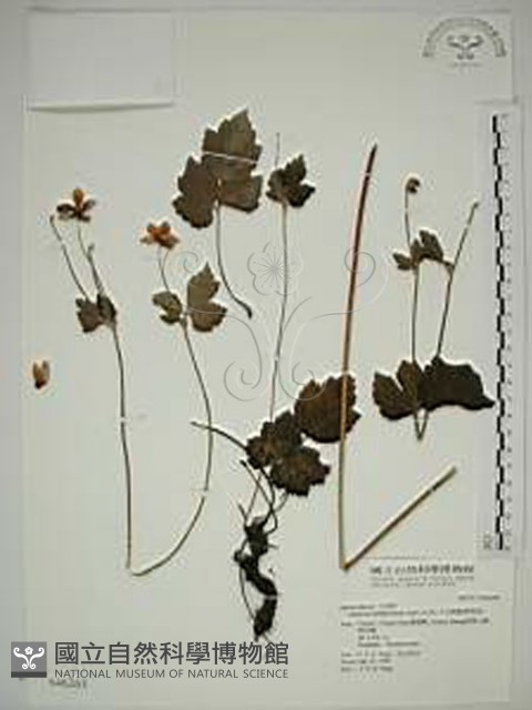 小白頭翁、野棉花藏品圖，第1張