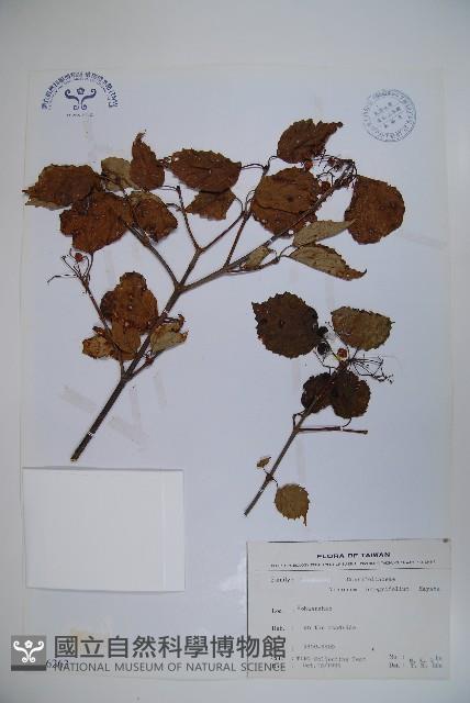 玉山糯米樹、狹葉糯米樹藏品圖，第1張