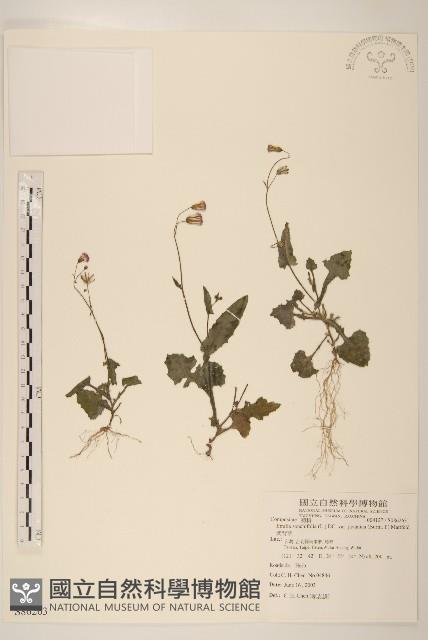 紫背草藏品圖，第1張