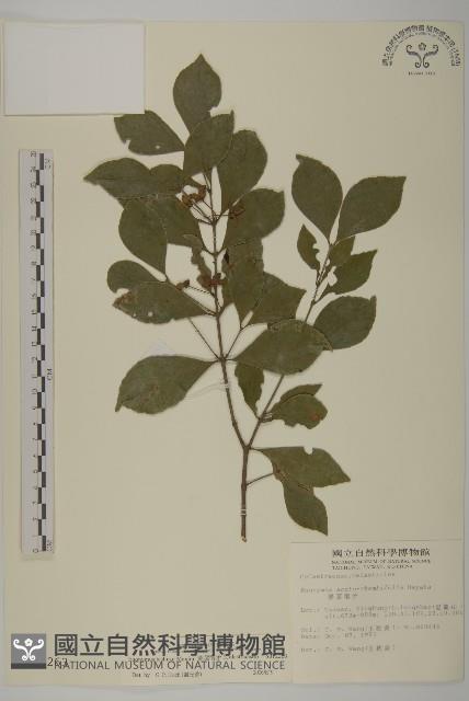 菱葉衛矛藏品圖，第1張