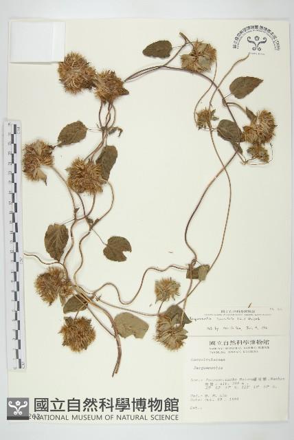 長梗毛娥房藤藏品圖，第1張