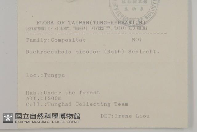 茯苓菜藏品圖，第1張