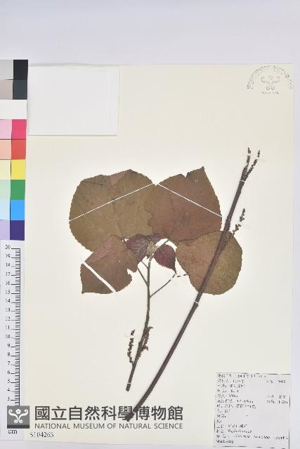 紅背山麻桿藏品圖，第1張